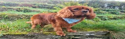 Cavalier King Charles Spaniel dogs for stud: Amazing fully D.N.A! & B.V.A heart & eye clear boy in Cardiff - Advert 6