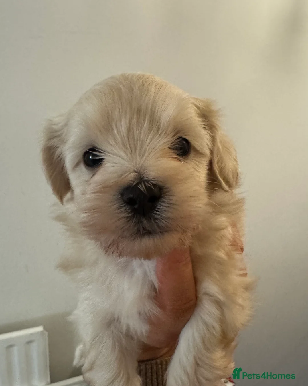 Mixed Breed dogs for sale: Our last handsome fur baby left 💙 - Advert 10