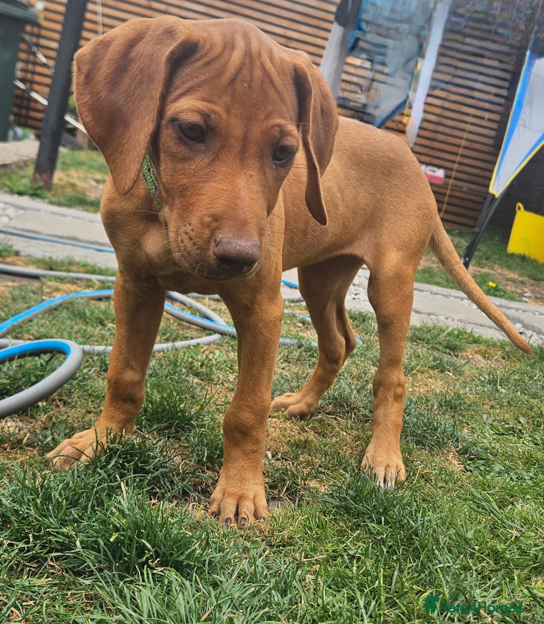 Rhodesian Ridgeback dogs Last  beautiful pup ready for her forever home 🏡  - Advert 2