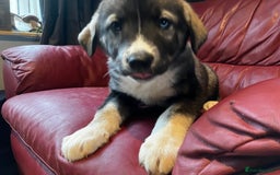 Mixed Breed dogs for sale: READY NOW! Caucasian Shepherd x Siberian Husky - Image 19