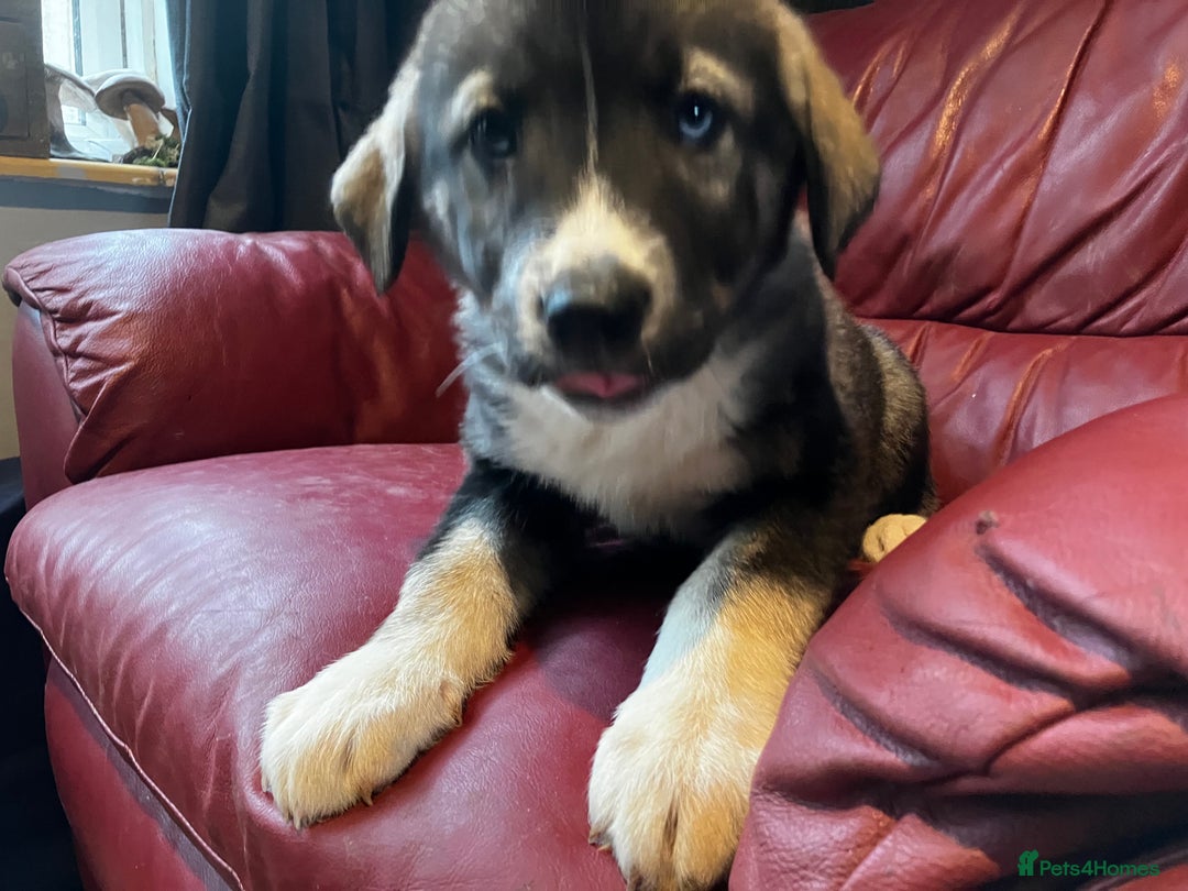 Mixed Breed dogs for sale: READY NOW! Caucasian Shepherd x Siberian Husky - Image 19