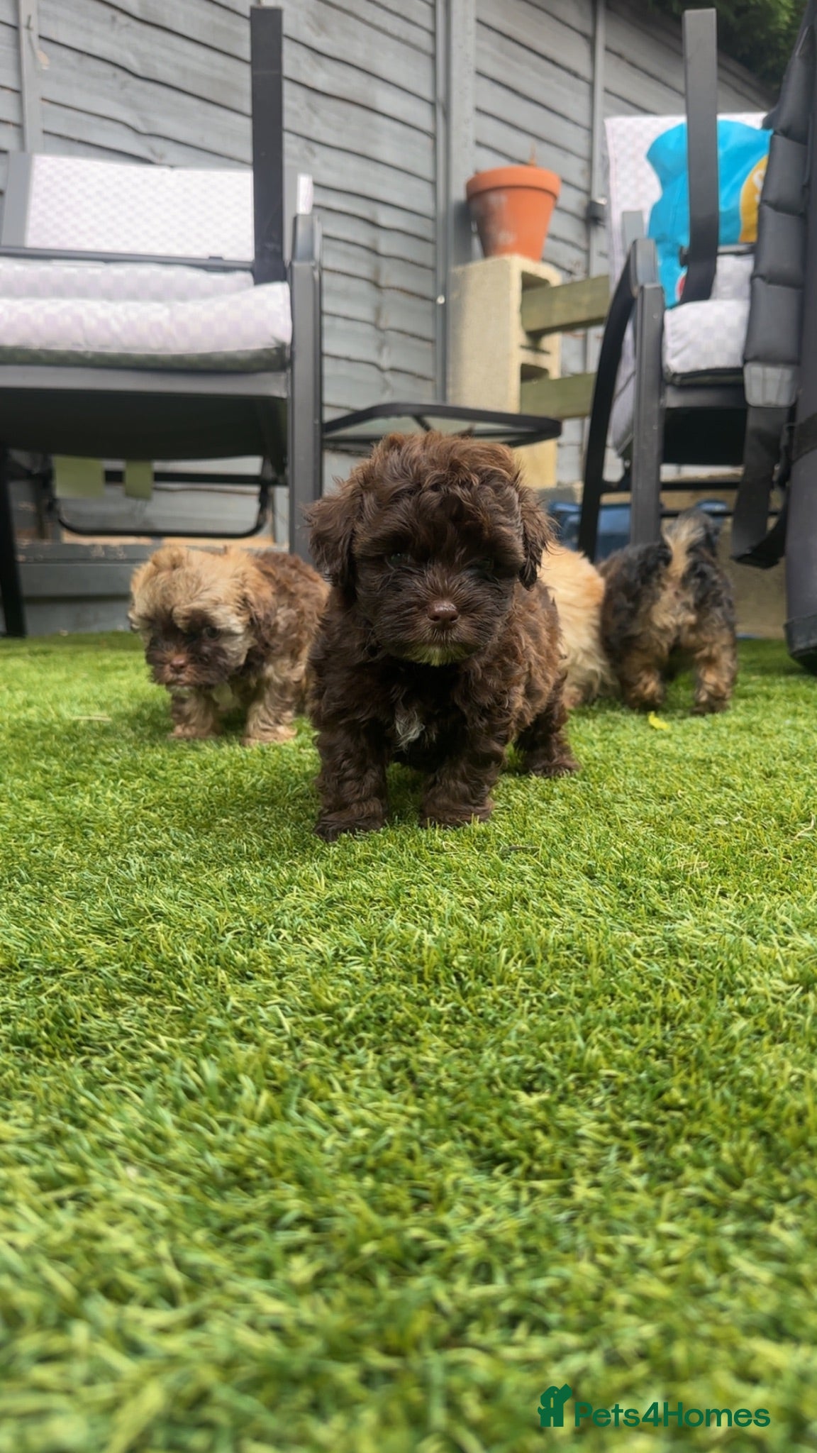 Shihpoo dogs Imperial Shih Tzu/merle toy poodle - Advert 2