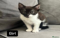 British Shorthair cats for sale: Four kittens  - Image 2