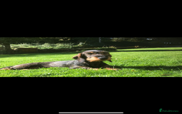 Dachshund dogs for sale: Wire haired daschund pups in Saltburn-by-the-Sea - Image 9