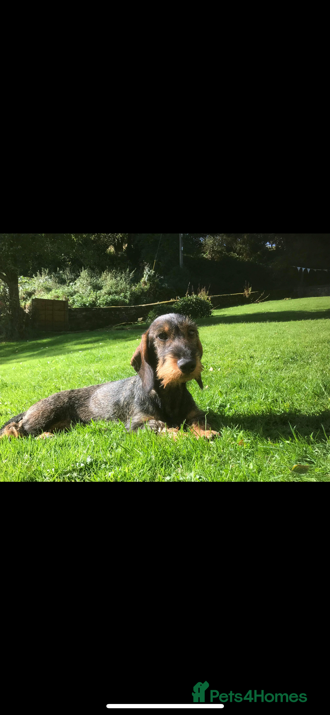 Dachshund dogs for sale: Wire haired daschund pups in Saltburn-by-the-Sea - Image 9