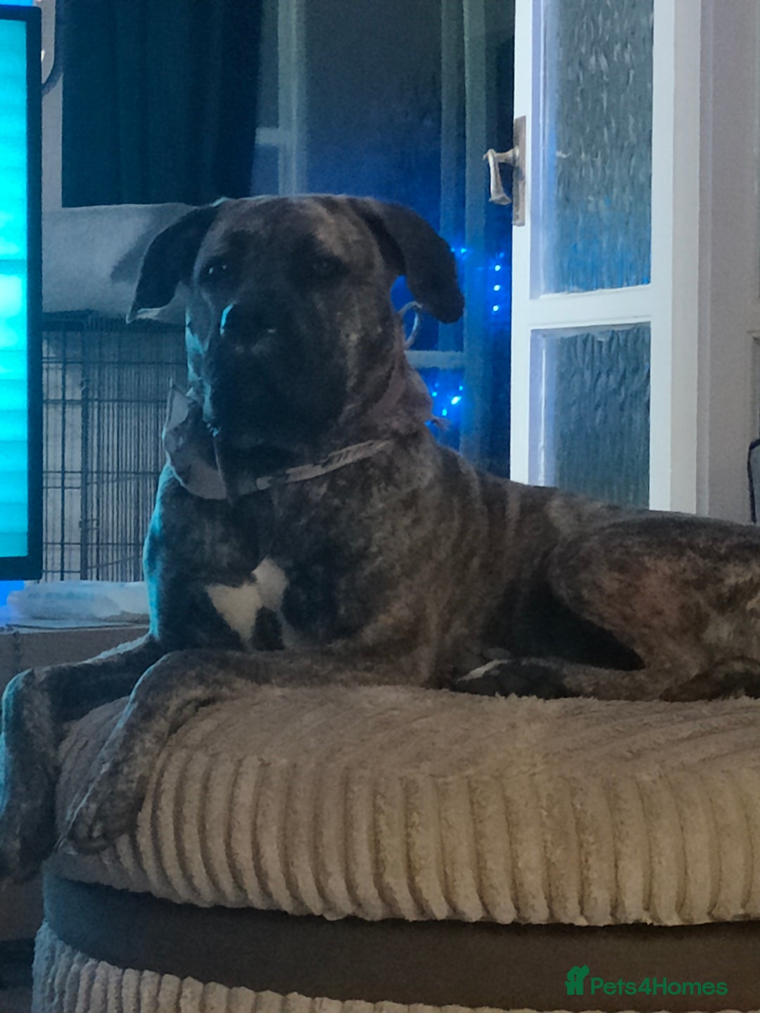 Presa Canario dogs for sale: Pressa canario female  - Image 7