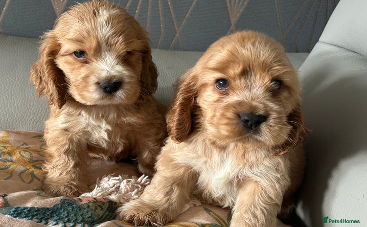 Cocker Spaniel dogs - Advert 2