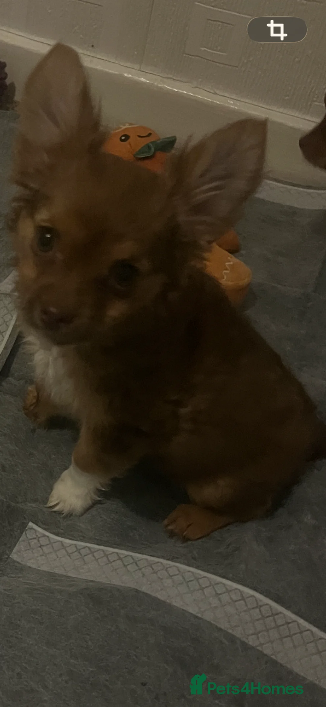 Chorkie dogs for sale: Lovely little fox girl - Advert 3