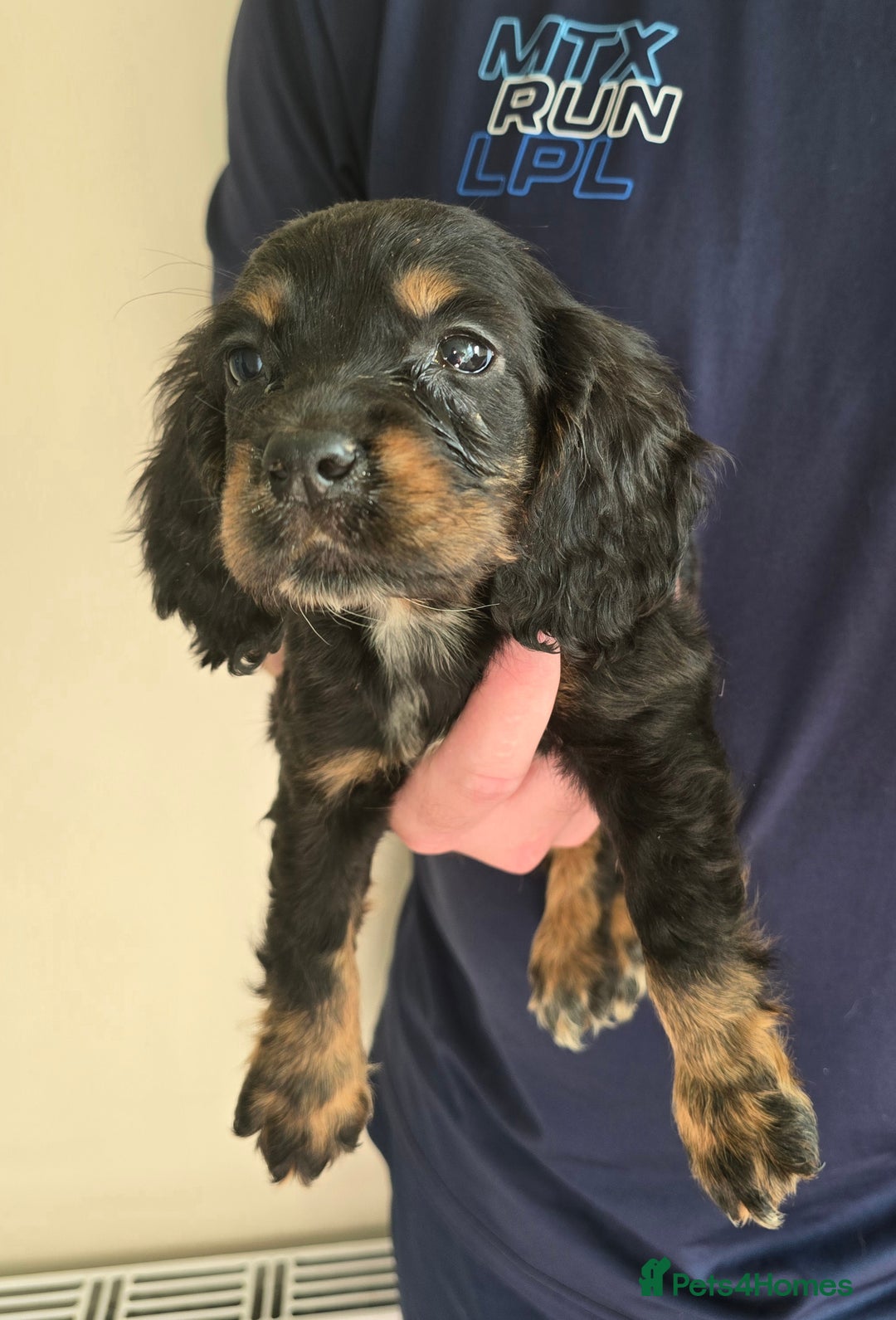 Cocker Spaniel dogs for sale: Cocker Spaniel puppies  - Image 14