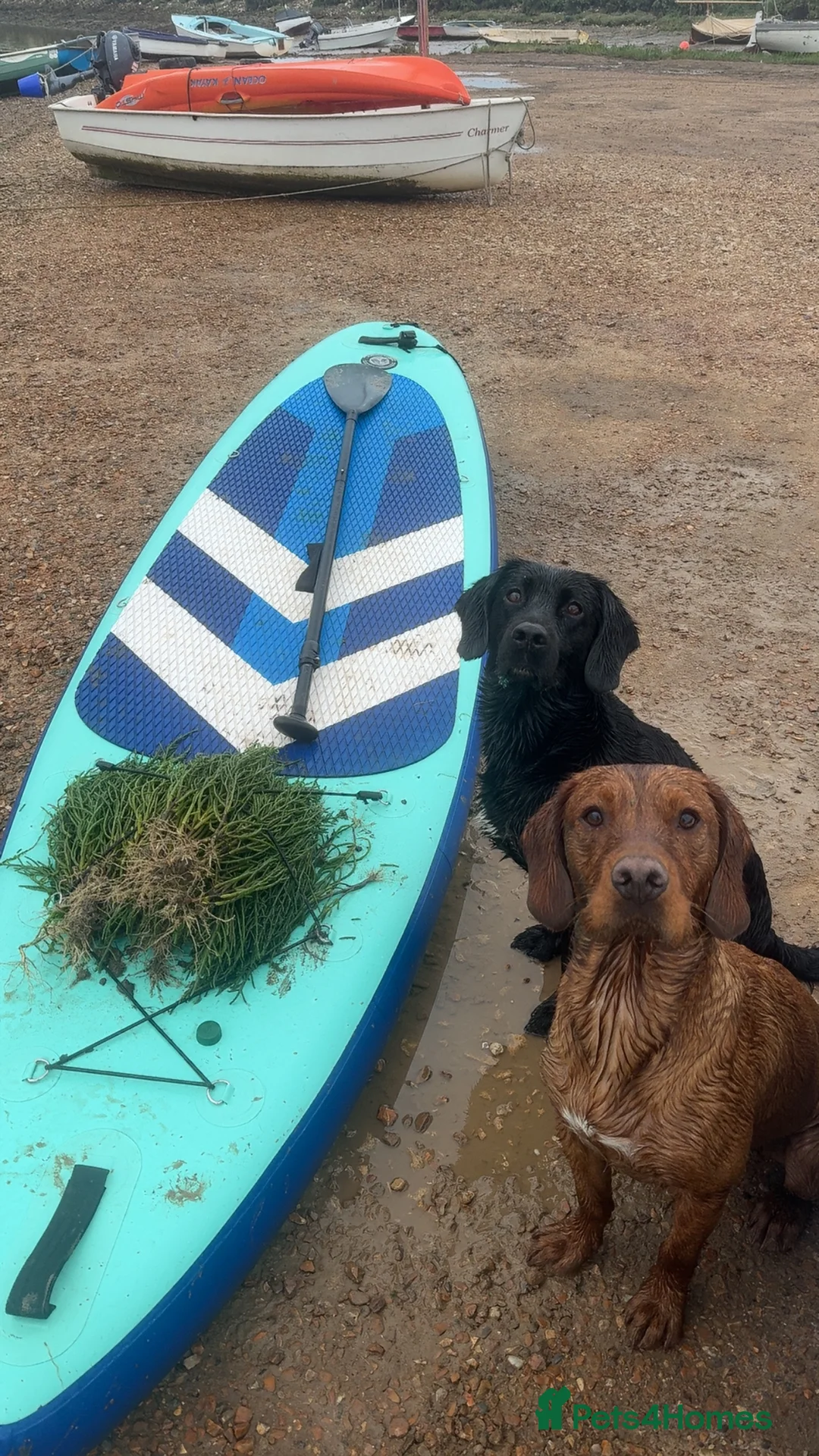 Mixed Breed dogs for stud: Cockerdor stud ( cocker spaniel x Labrador)  - Advert 5