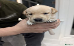 Labrador Retriever dogs for sale: Beautiful Labrador puppys  - Image 9