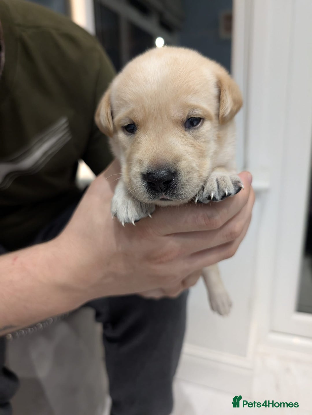 Labrador Retriever dogs for sale: Beautiful Labrador puppys  - Image 9