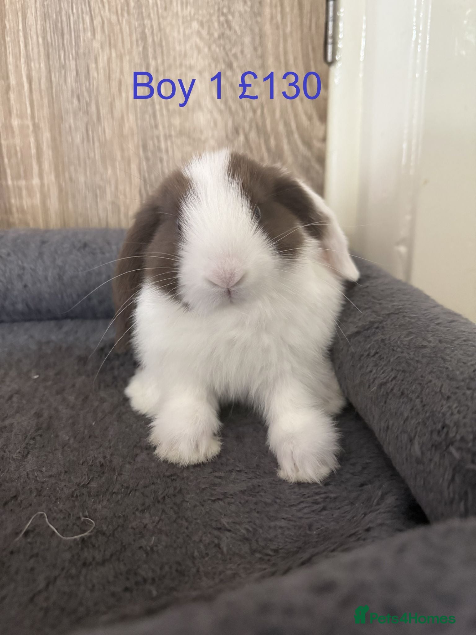 Mini Lop rabbits Pure Baby Mini Lops For Sale - Advert 4