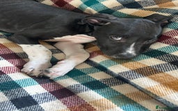 Mixed Breed dogs for sale: Greyhound Cross Staffy - Image 4