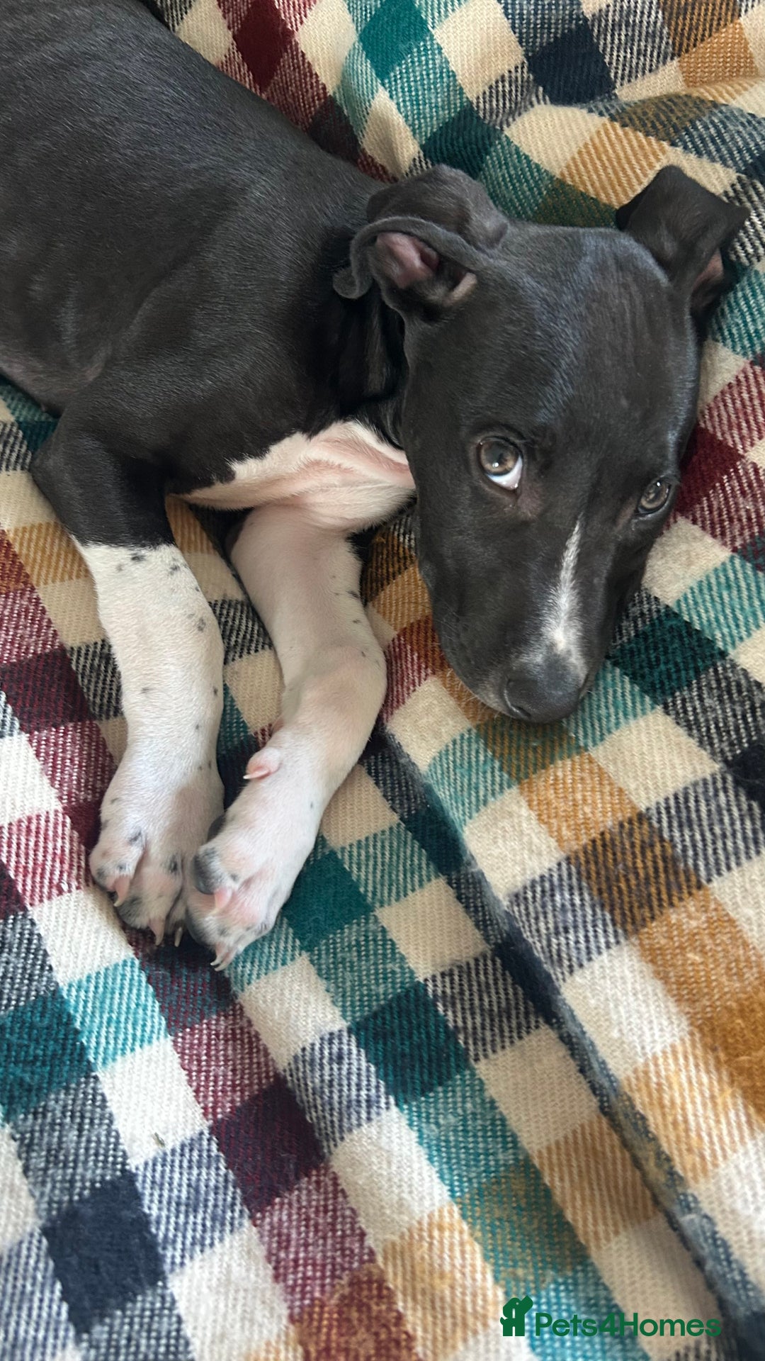 Mixed Breed dogs for sale: Greyhound Cross Staffy - Image 4