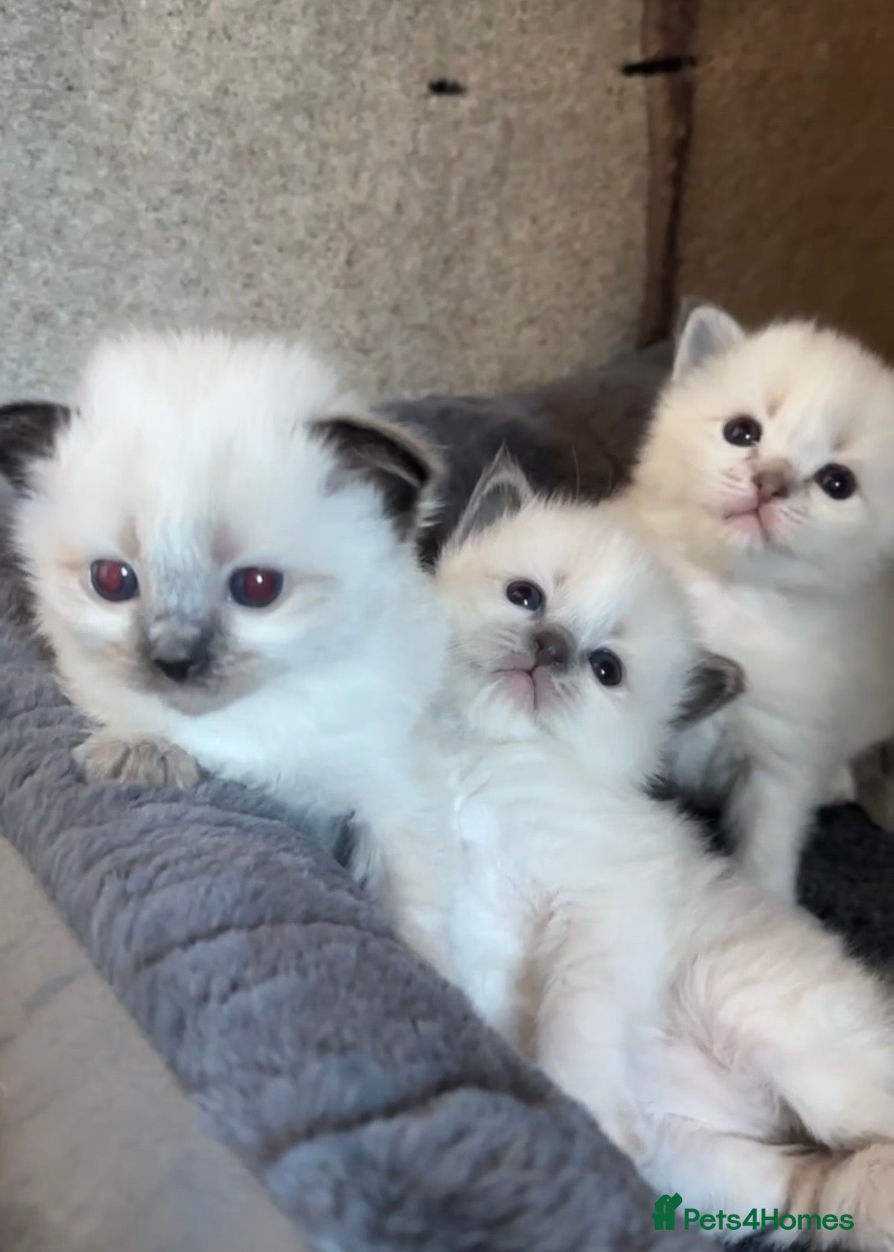 Ragdoll cats for sale: Ragdoll Kittens GCCF & Health Tested  - Advert 8