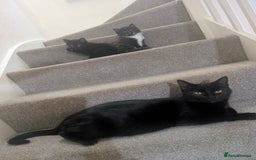 Mixed Breed cats for sale: 2 kittens looking for home - Advert 2