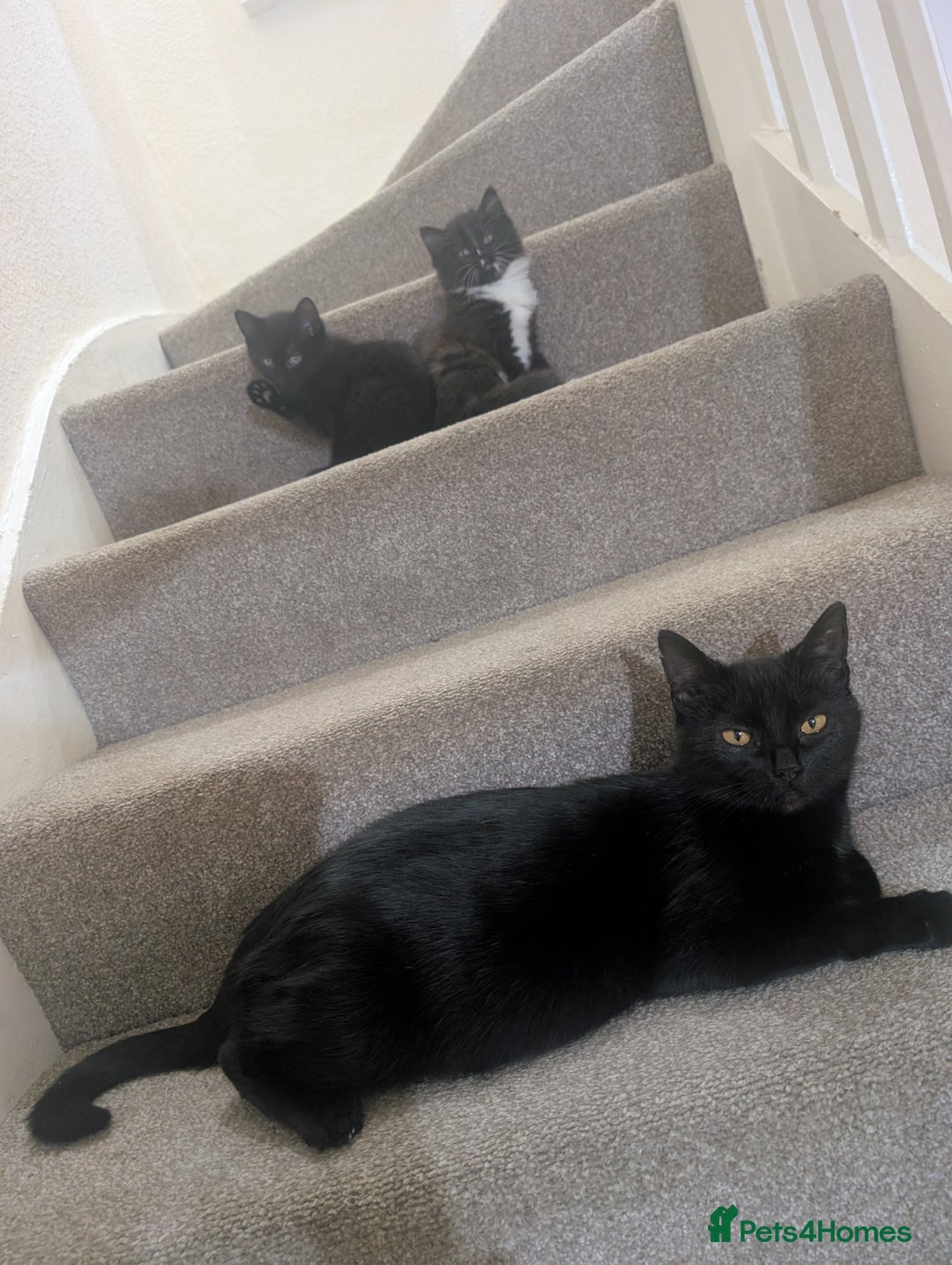 Mixed Breed cats for sale: 2 kittens looking for home - Advert 2