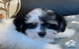 Maltese dogs for sale: Adorable little Maltese puppies  - Image 9