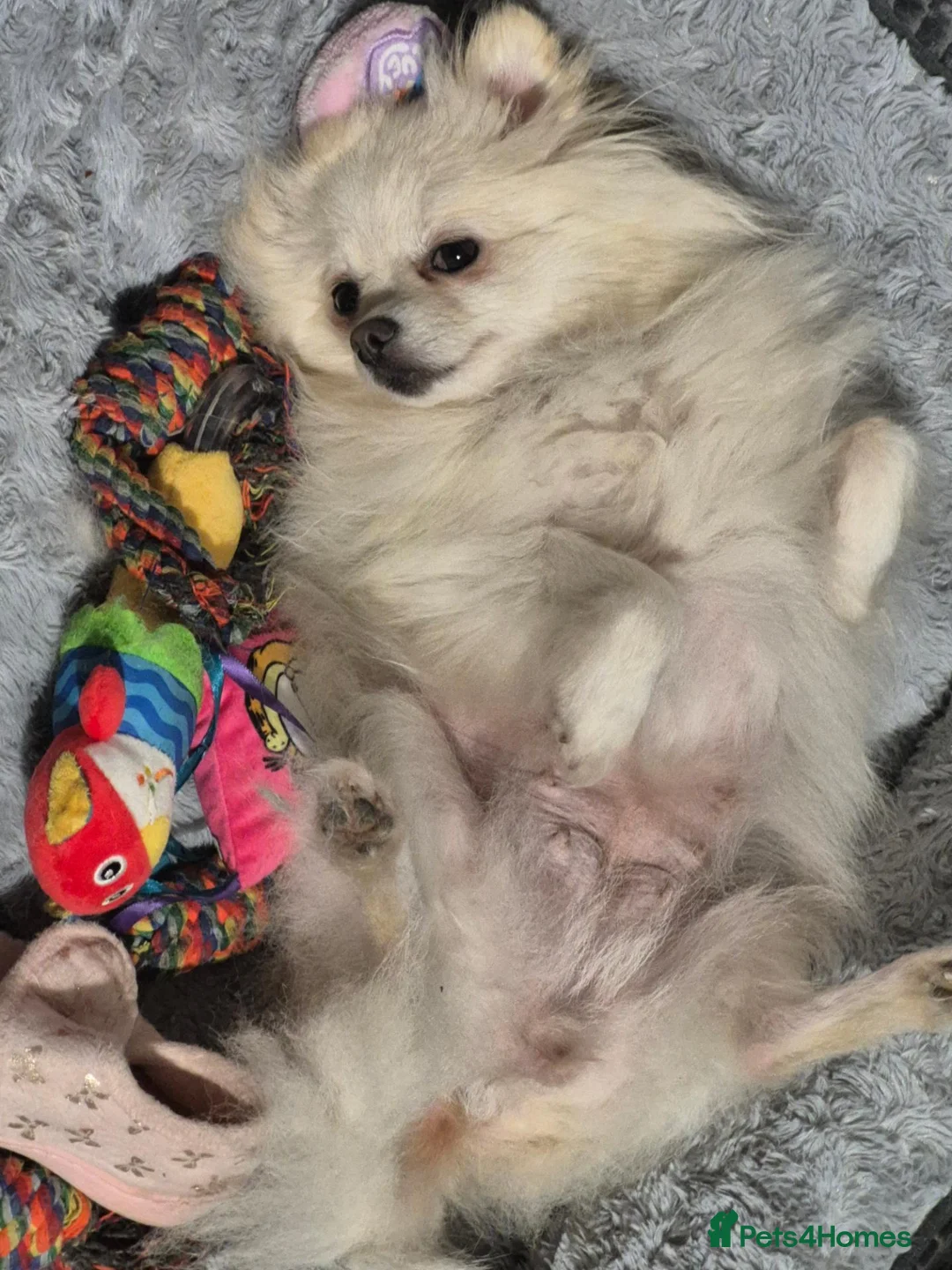 Pomeranian dogs for sale: Female Pomeranian  in Solihull - Advert 2