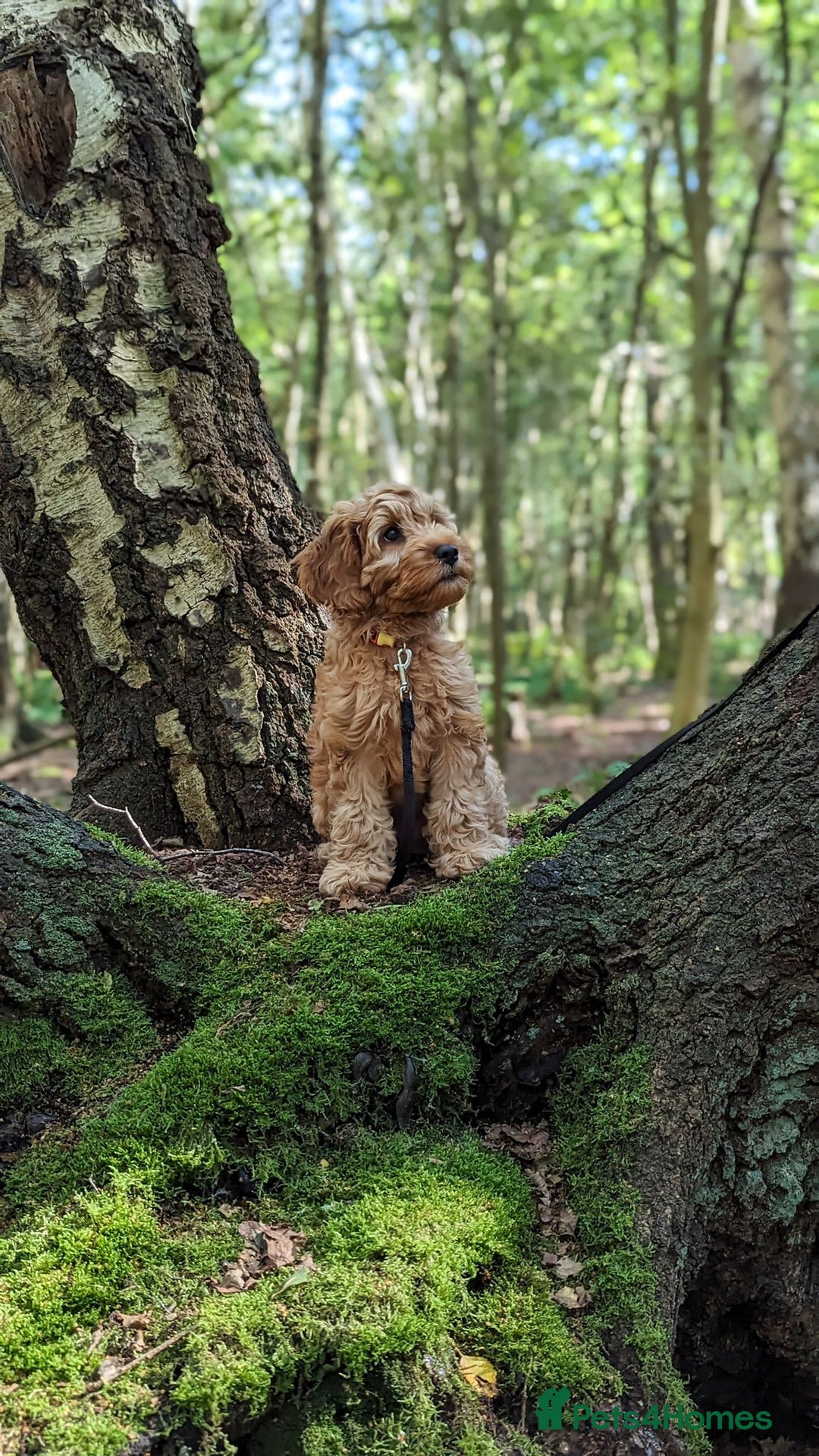 Cavapoo dogs for sale: Welcome to Cotswold Cavapoos - Advert 24