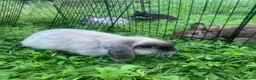 Netherland Dwarf rabbits for sale: URGENT 1 LEFT - Advert 3