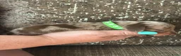 Miniature Dachshund dogs for sale: Two beautiful miniature dachshund marble puppies  - Advert 10