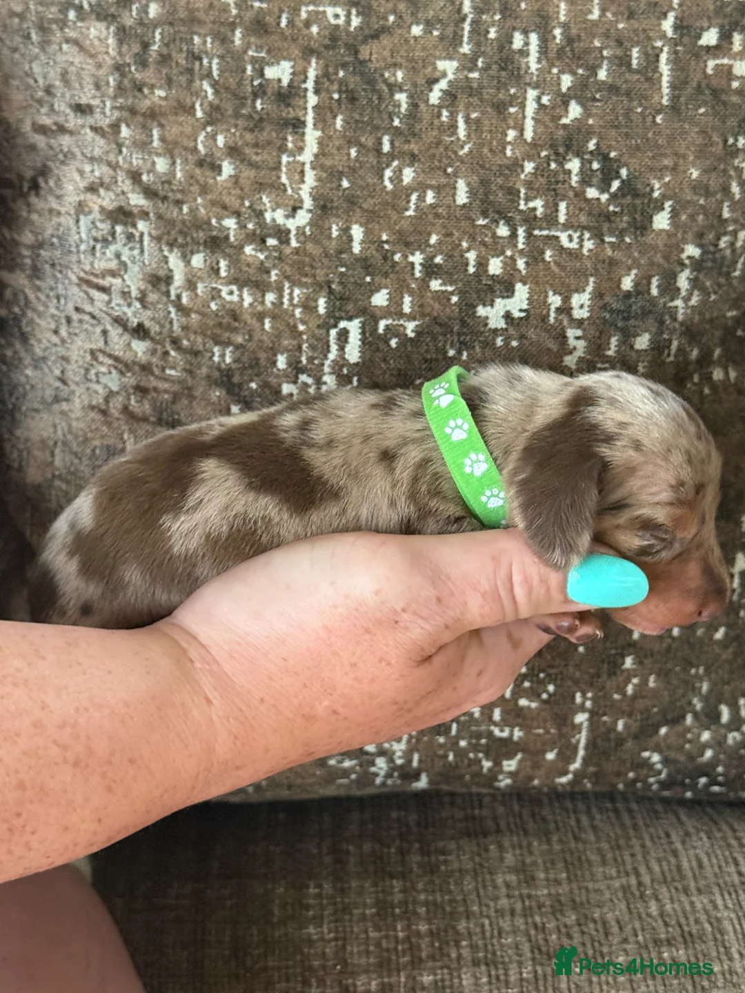 Miniature Dachshund dogs for sale: Two beautiful miniature dachshund marble puppies  - Advert 10