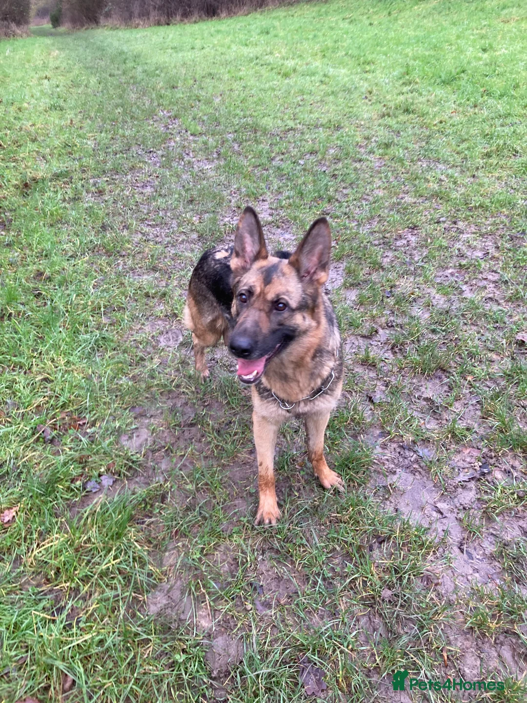 German Shepherd dogs for sale: Beautiful German shepherd Puppies - Advert 3