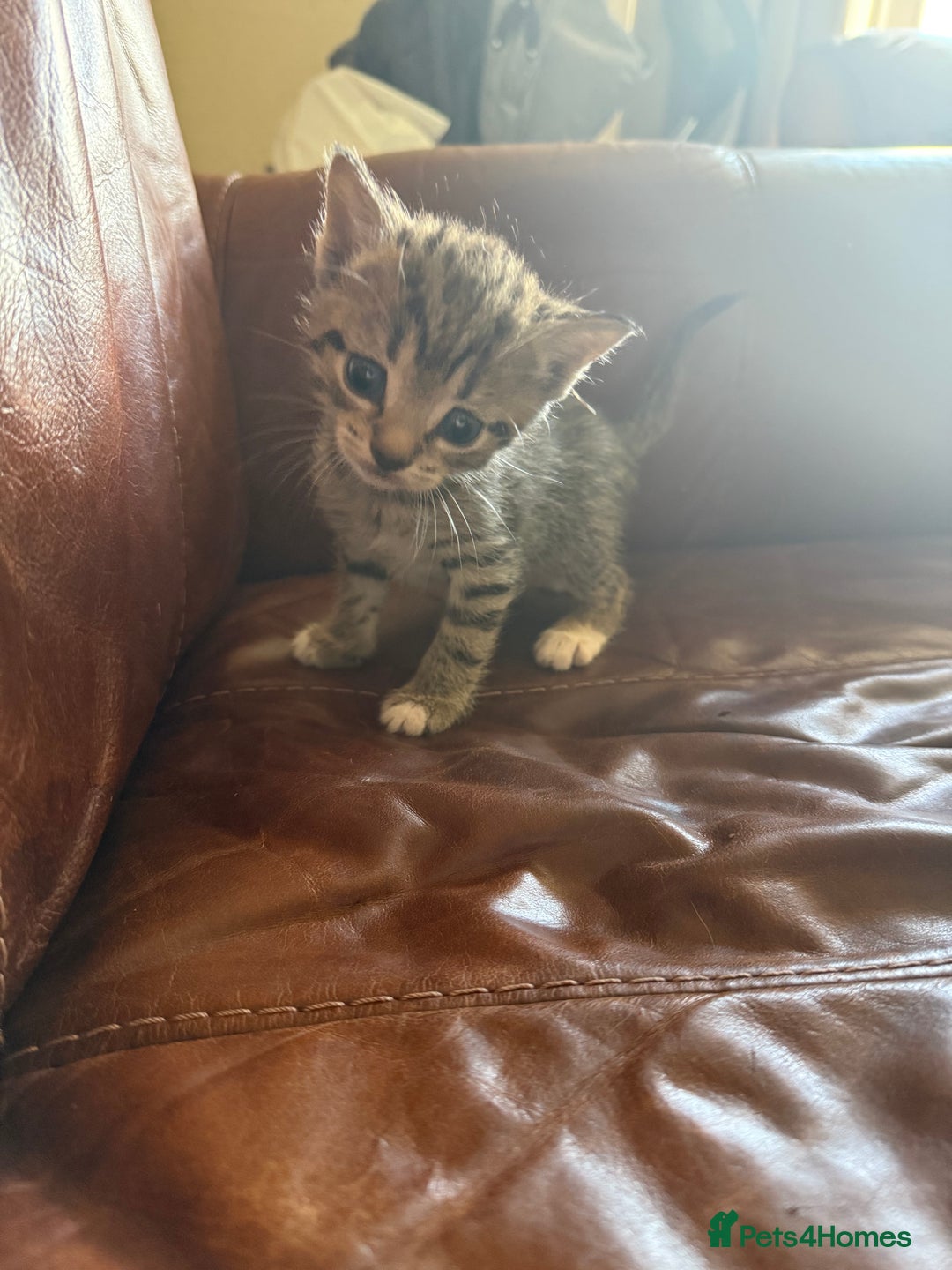 Domestic Shorthair cats for sale: 3 tabby 2 ginger - Image 7