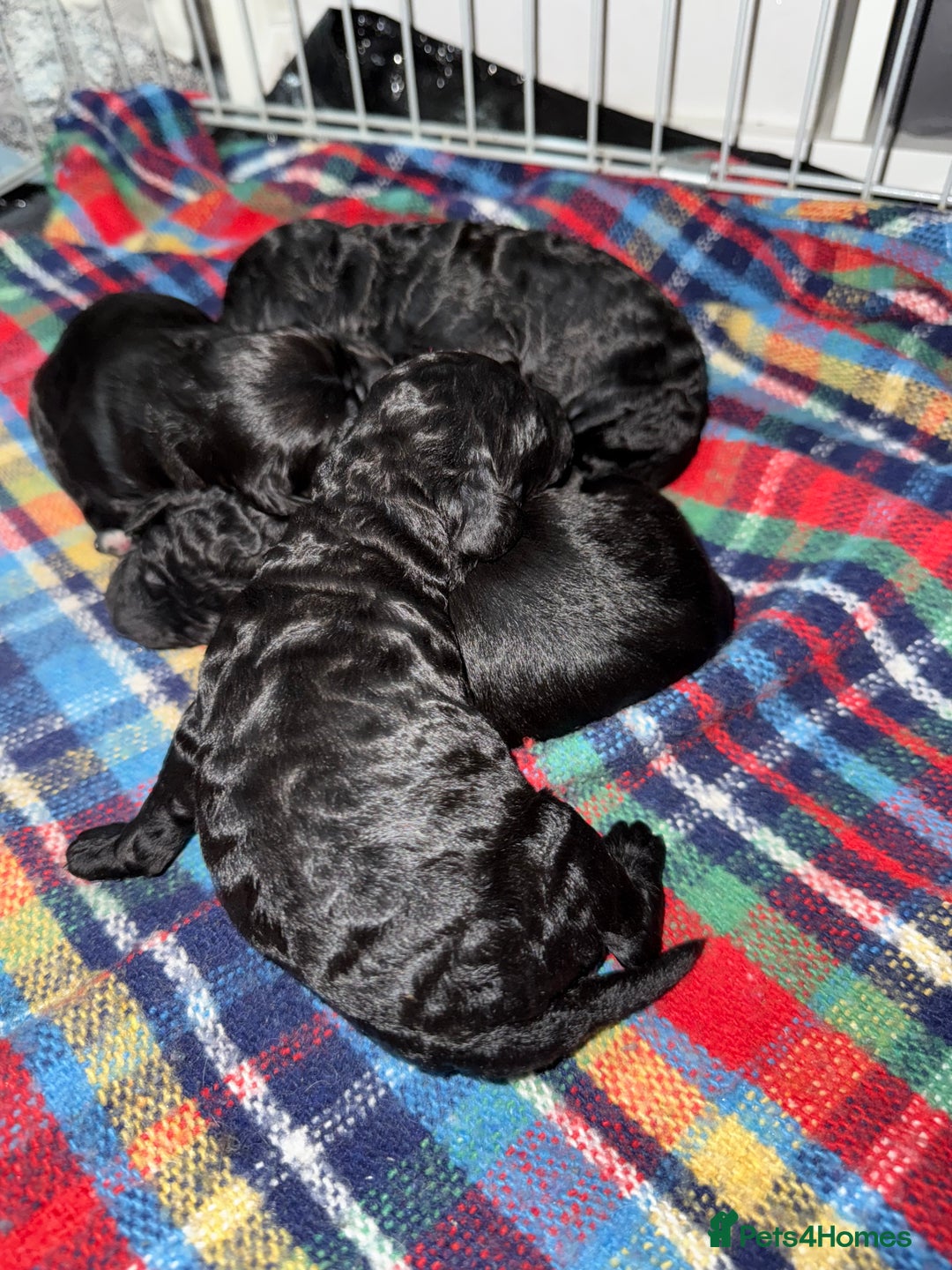 Cockapoo dogs for sale: F2 cockapoo puppies  - Image 14