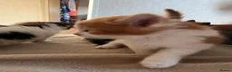 Mixed Breed cats for sale: 🐾 4 Male Kittens Looking for Loving Homes 🐾  - Advert 36