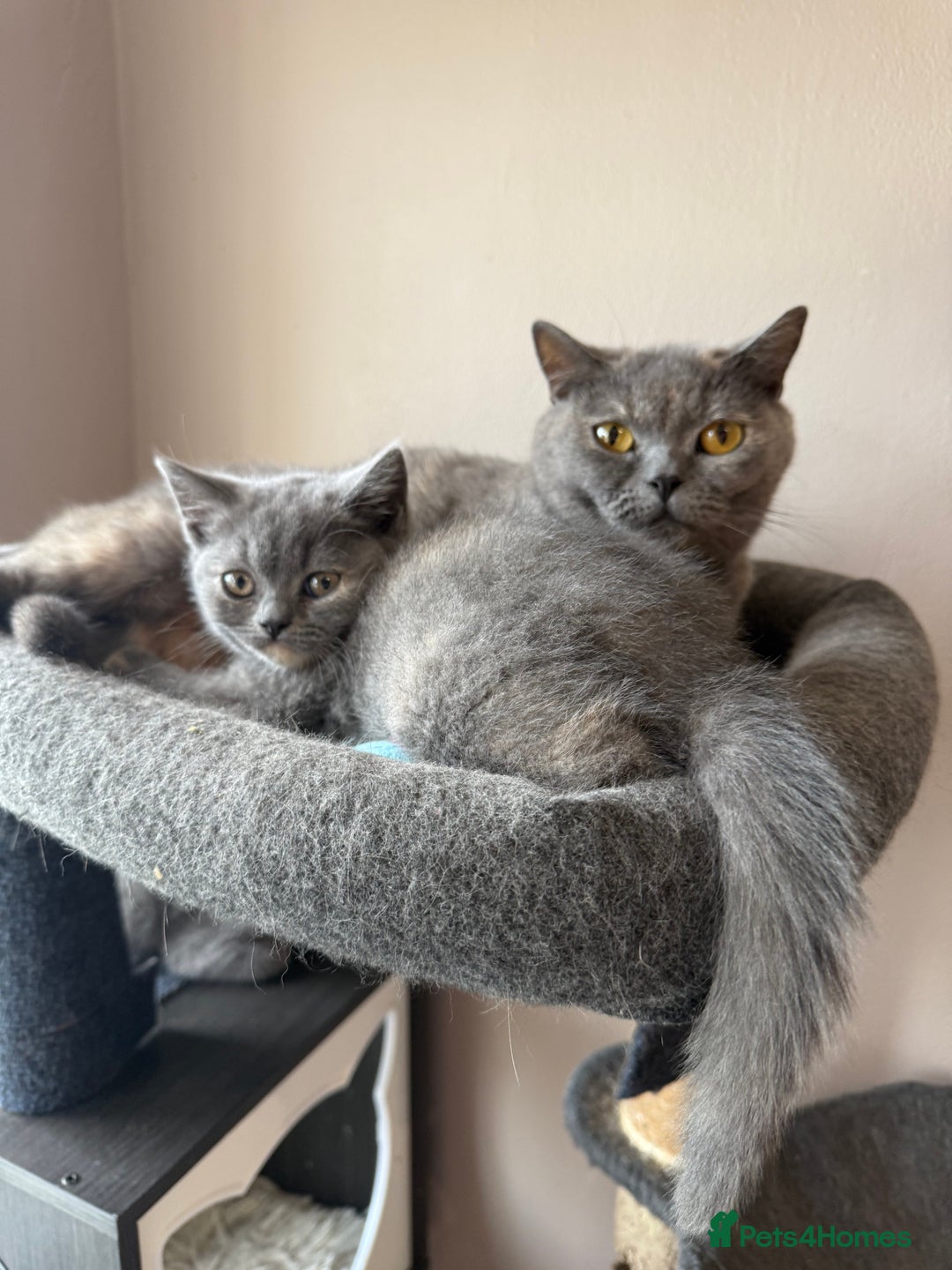 British Shorthair cats for sale: Pedigree BSH Last Female kitten ready to go!! - Image 6
