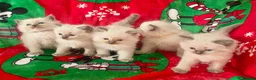 Ragdoll cats for sale: Ragdoll kittens - Advert 9