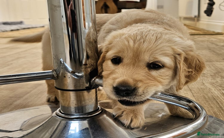 Golden Retriever dogs - Advert 3