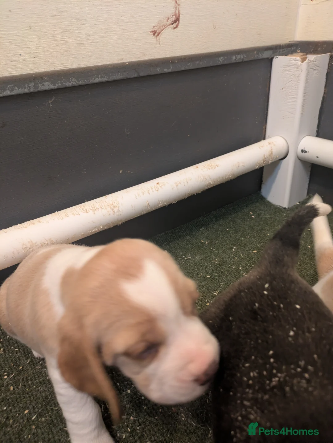 Beagle dogs for sale: Beagle puppies  - Advert 2