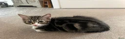 Mixed Breed cats for sale: Maine Coon × Ragdoll Kittens – Ready Now 🐾 - Advert 6