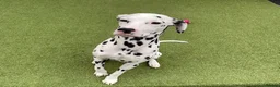 Dalmatian dogs for sale: Blue is looking for his second home *please read* in Lancaster - Advert 35