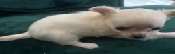 Chihuahua dogs for sale: Chihuahua puppies looking for loving homes - Advert 10