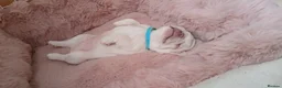 French Bulldog dogs for sale: Last pup/Pure bred French bulldog puppies for sale - Advert 23
