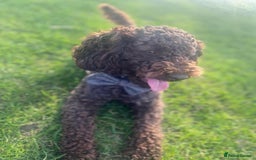 Cockapoo dogs for sale: Beautiful cockapoos  - Image 6