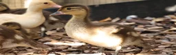 Ducks poultry for sale: Mandarin ducklings x7  in Radstock - Advert 9
