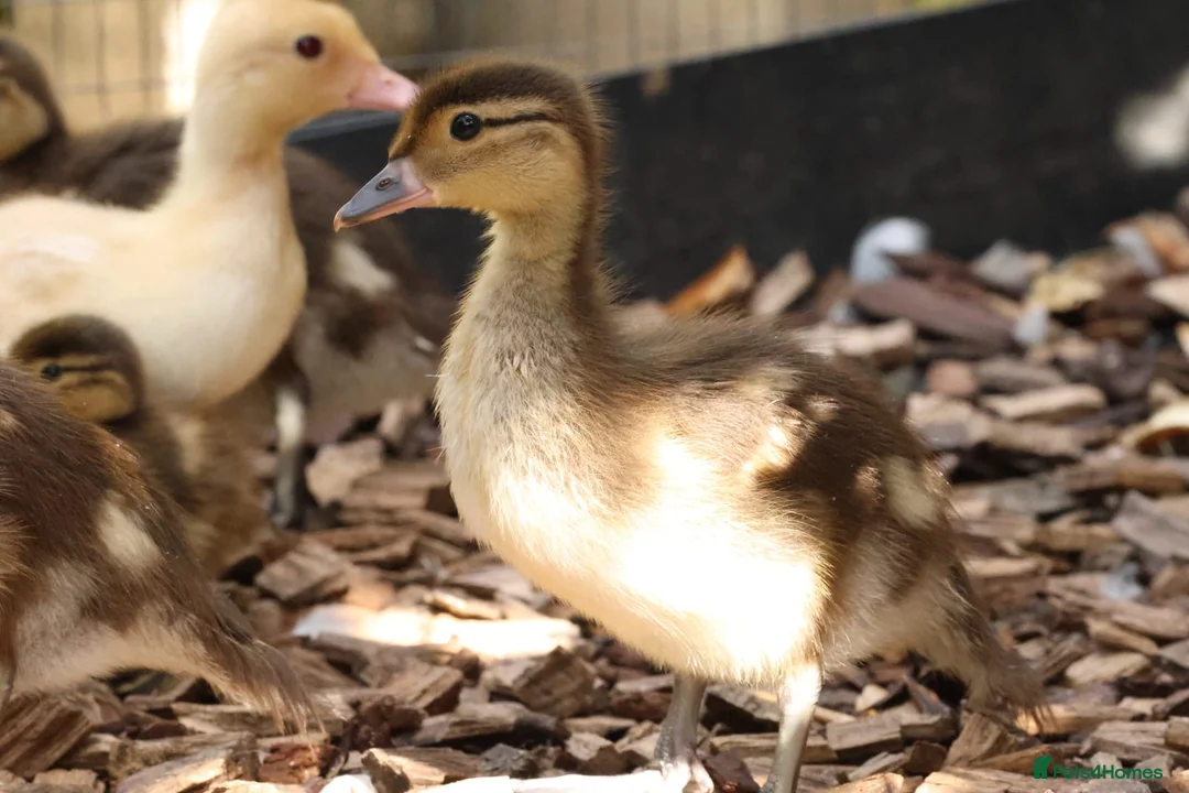 Ducks poultry for sale: Mandarin ducklings x7  in Radstock - Advert 9