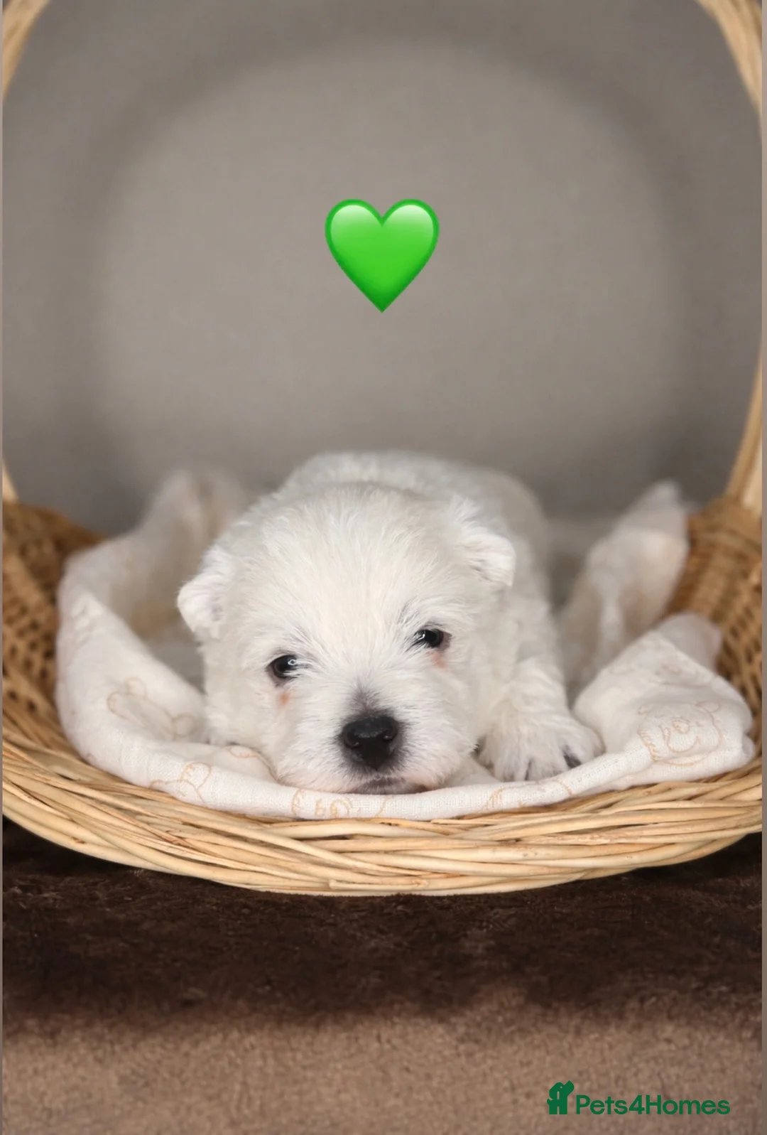 West Highland Terrier dogs for sale: 🌈Adorable Little Westies🌈 - Advert 7