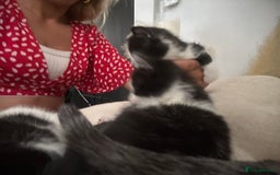 Mixed Breed cats for sale: Beautiful marking very fluffy  - Image 11