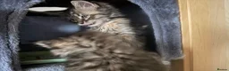 Maine Coon cats for sale: Gorgeous Maine Coon X Kittens Ready Now! 🐾 - Advert 12