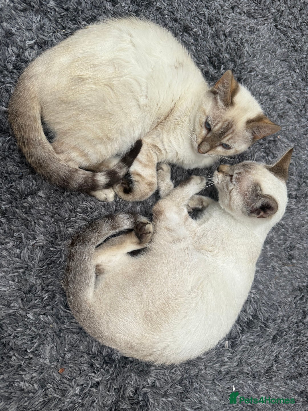 Bengal cats for sale: Snow Bengal lynx - Image 2