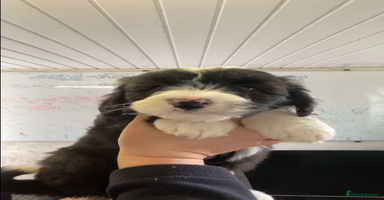 Mixed Breed dogs - Advert 1