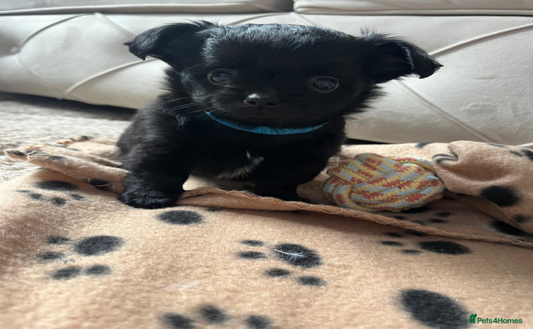 Mixed Breed dogs - Advert 10