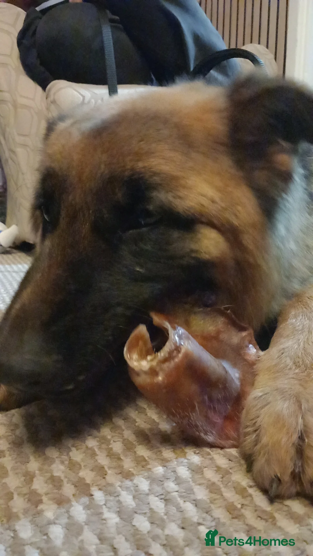 German Shepherd dogs for sale: German shepard female 9 months in Huntingdon - Advert 3